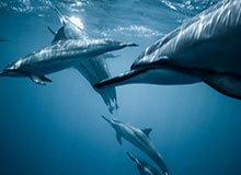 《面包人冒险》版本更新